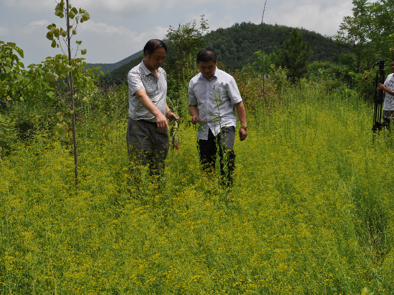 百泉药都中药材种植基地